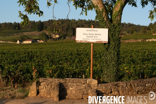 Vendanges au lever du soleil - Sunrise grape harvest