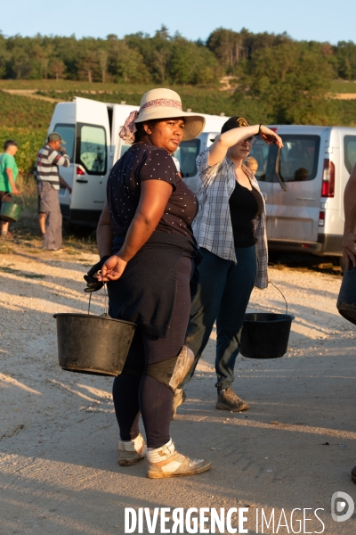 Vendanges au lever du soleil - Sunrise grape harvest