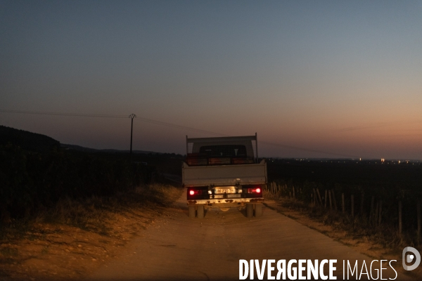 Vendanges au lever du soleil - Sunrise grape harvest