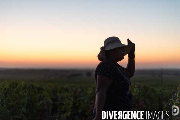 Vendanges au lever du soleil - Sunrise grape harvest