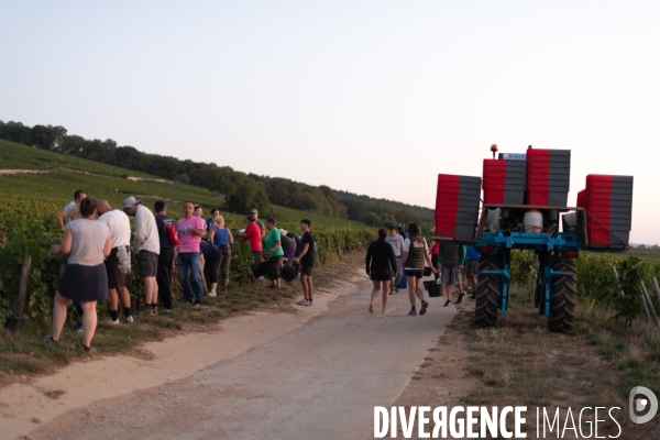 Vendanges au lever du soleil - Sunrise grape harvest