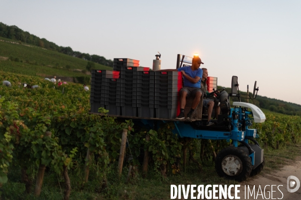 Vendanges au lever du soleil - Sunrise grape harvest