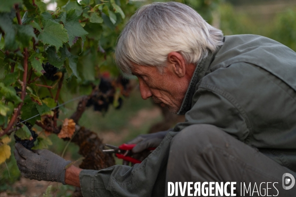 Vendanges au lever du soleil - Sunrise grape harvest