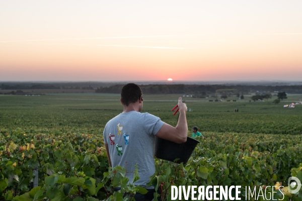 Vendanges au lever du soleil - Sunrise grape harvest