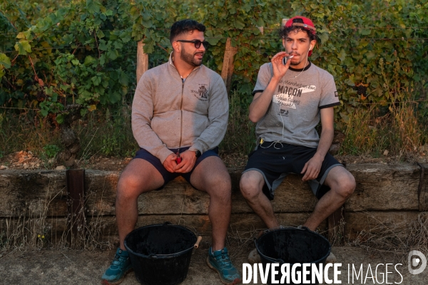 Vendanges au lever du soleil - Sunrise grape harvest