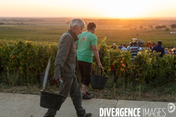 Vendanges au lever du soleil - Sunrise grape harvest