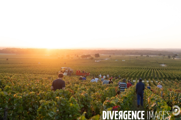 Vendanges au lever du soleil - Sunrise grape harvest