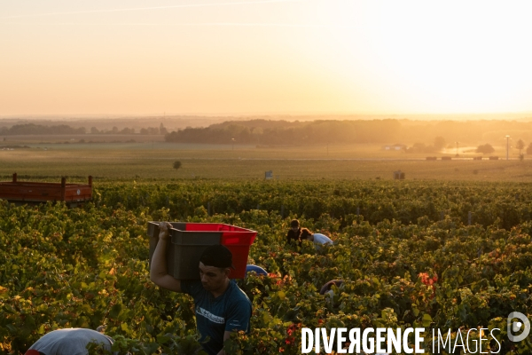 Vendanges au lever du soleil - Sunrise grape harvest