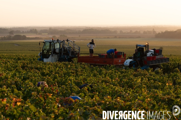 Vendanges au lever du soleil - Sunrise grape harvest