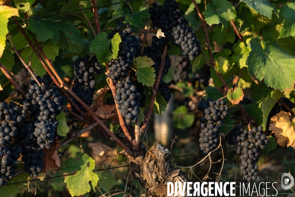 Vendanges au lever du soleil - Sunrise grape harvest