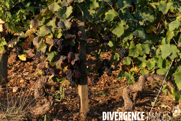 Vendanges au lever du soleil - Sunrise grape harvest