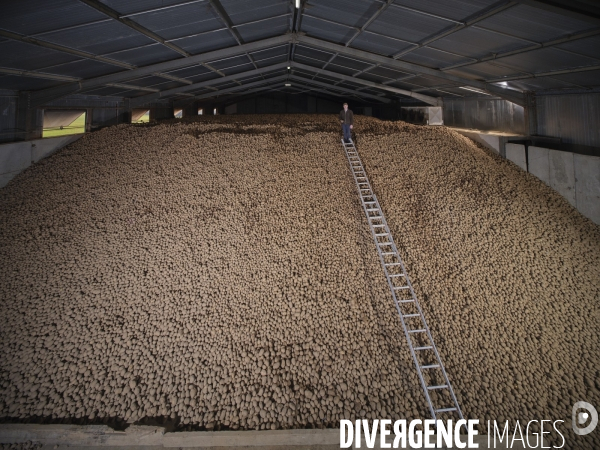 Producteur de Patate