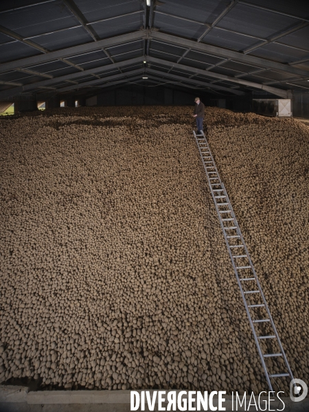 Producteur de Patate