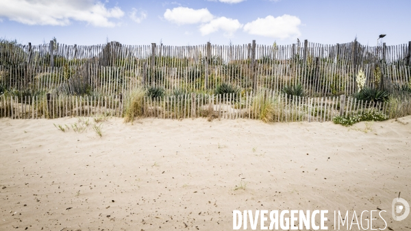 Des épis plein la côte