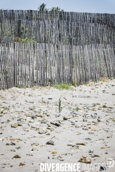 Des épis plein la côte