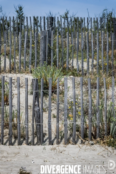 Des épis plein la côte