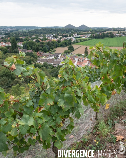 Le cht i vin du terril