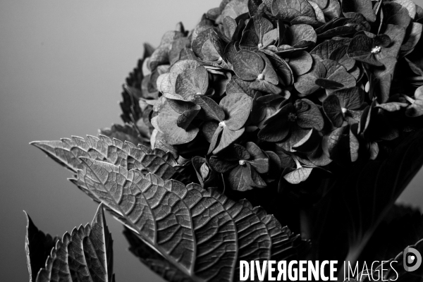 Hortensias