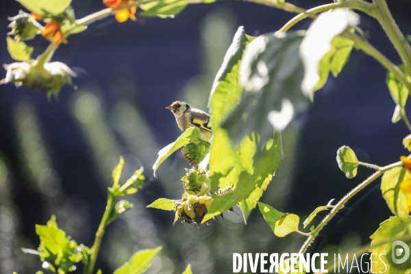 Chardonneret élégant sur un tournesol
