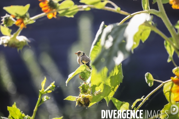 Chardonneret élégant sur un tournesol