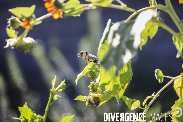 Chardonneret élégant sur un tournesol