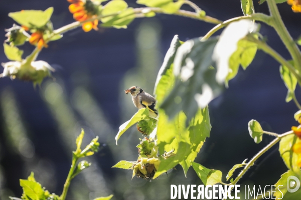 Chardonneret élégant sur un tournesol