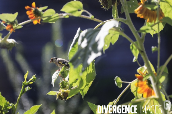 Chardonneret élégant sur un tournesol