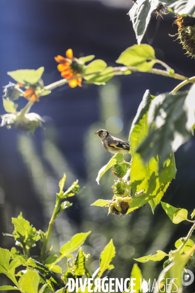 Chardonneret élégant sur un tournesol
