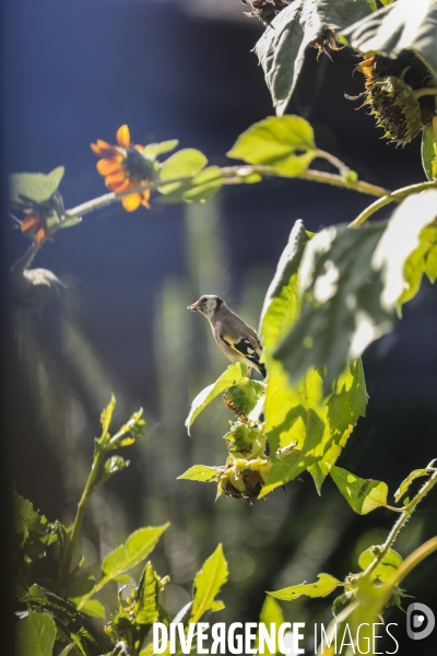 Chardonneret élégant sur un tournesol