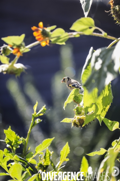 Chardonneret élégant sur un tournesol