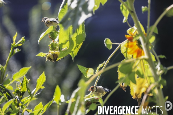 Chardonneret élégant sur un tournesol