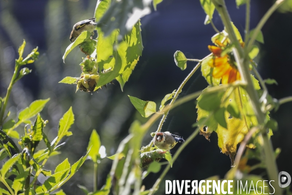 Chardonneret élégant sur un tournesol