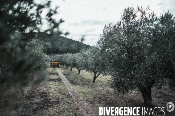Huile d’olive provençale