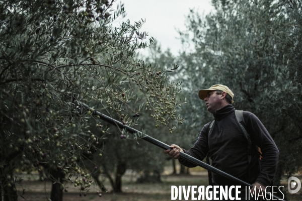 Huile d’olive provençale