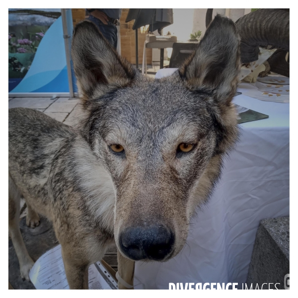Le Loup