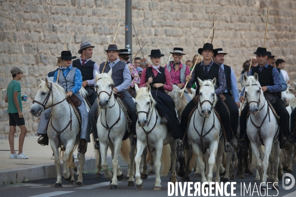 Cavalcade de chevaux à Marseille