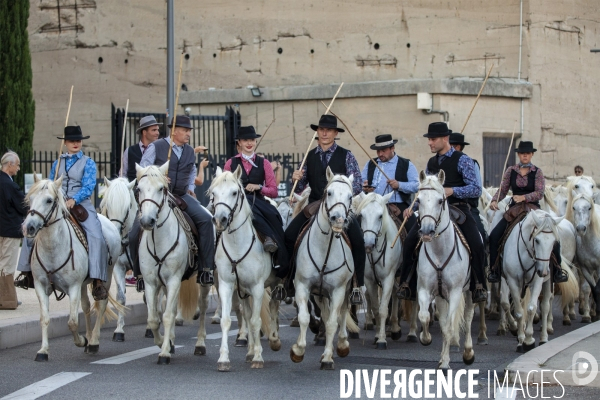 Cavalcade de chevaux à Marseille