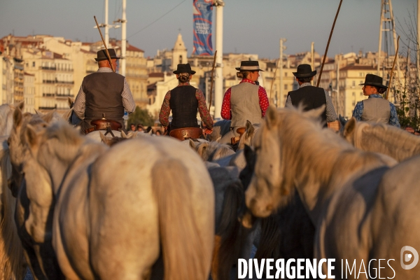 Cavalcade de chevaux à Marseille
