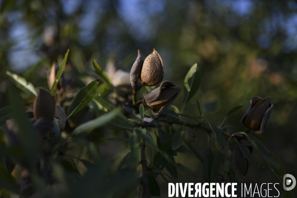 Conséquence de la sécheresse : Fruits secs en Lot-et-Garonne