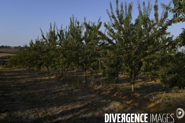 Conséquence de la sécheresse : Fruits secs en Lot-et-Garonne