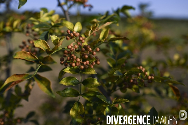 Conséquence de la sécheresse : Fruits secs en Lot-et-Garonne