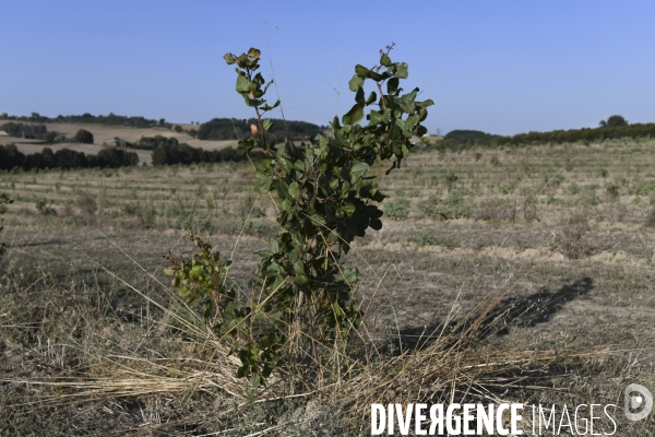 Conséquence de la sécheresse : Fruits secs en Lot-et-Garonne