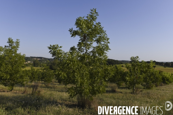 Conséquence de la sécheresse : Fruits secs en Lot-et-Garonne