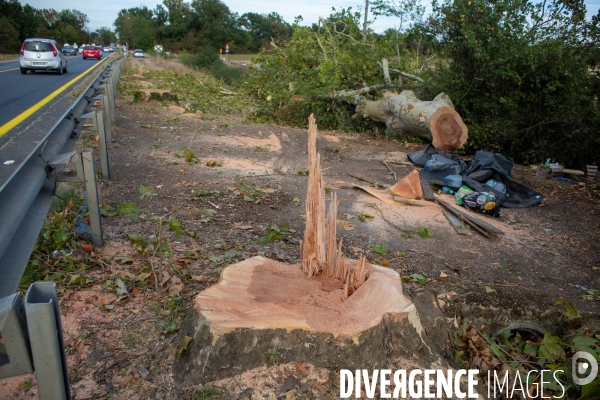 Abattage des arbres sur le chantier de l autoroute A 69. Felling trees on the A69 freeway site