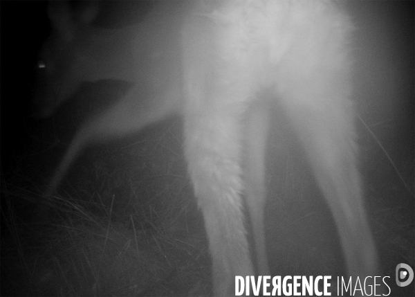 Bestiaire Nocturne