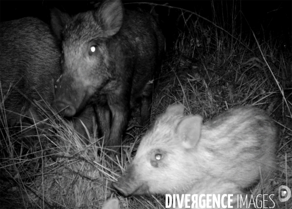 Bestiaire Nocturne