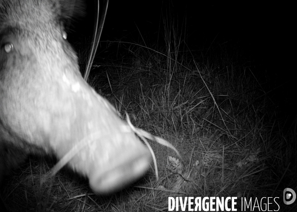 Bestiaire Nocturne