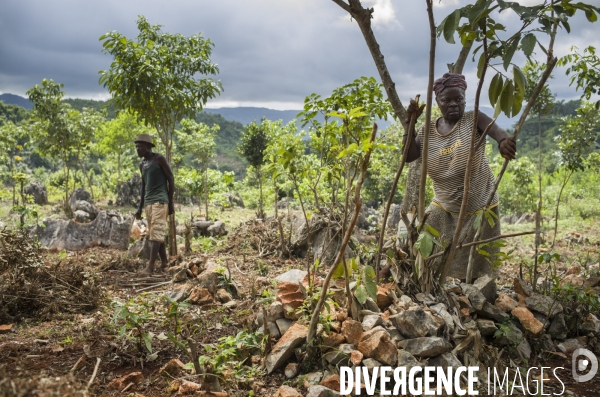 Pestel, dans la grand  anse, haiti 2023