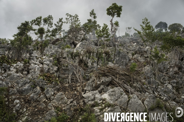 Pestel, dans la grand  anse, haiti 2023