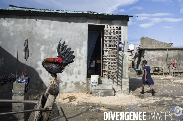 Culture du riz aux cayes, haiti.